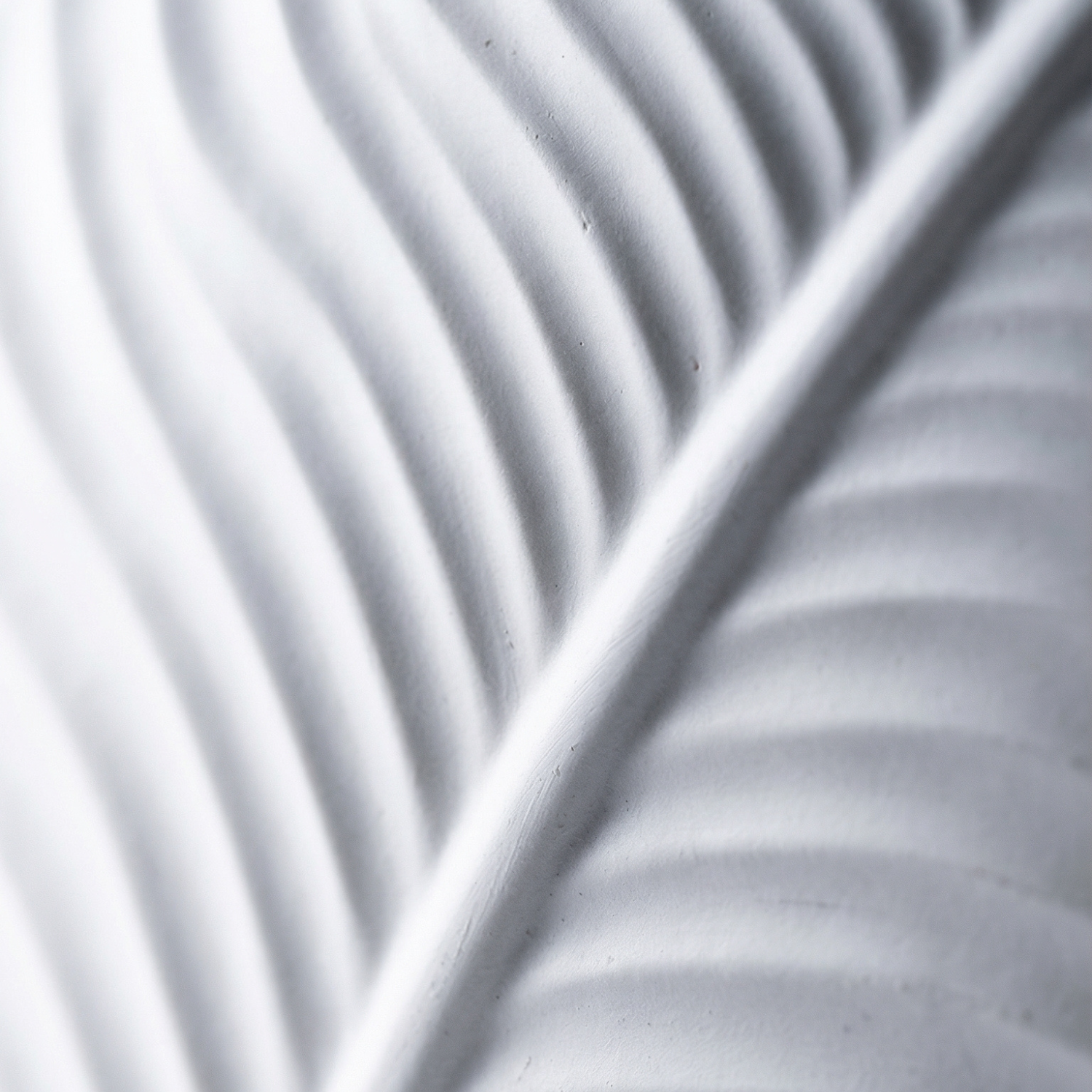 Close-up of a white leaf with shadow patterns on a light gray background